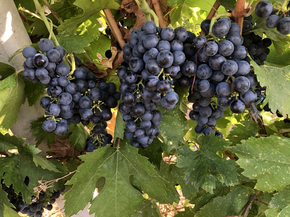 Struguri pentru vin DOC