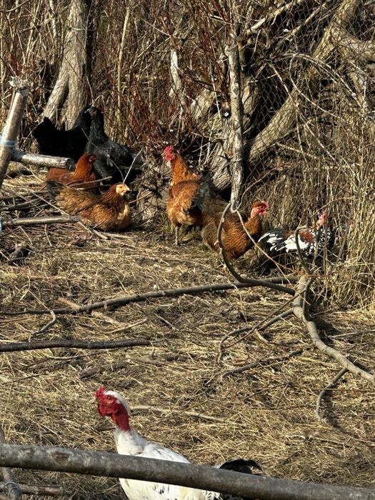 Vand gaini/cocosi din toate rasele 55 de lei buc