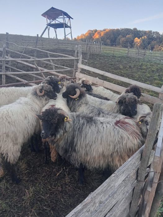 Vand 10 oi bucălăi gestante