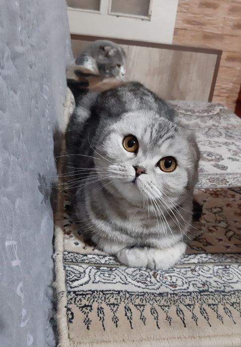 Шотландская вислоухая кошечка.