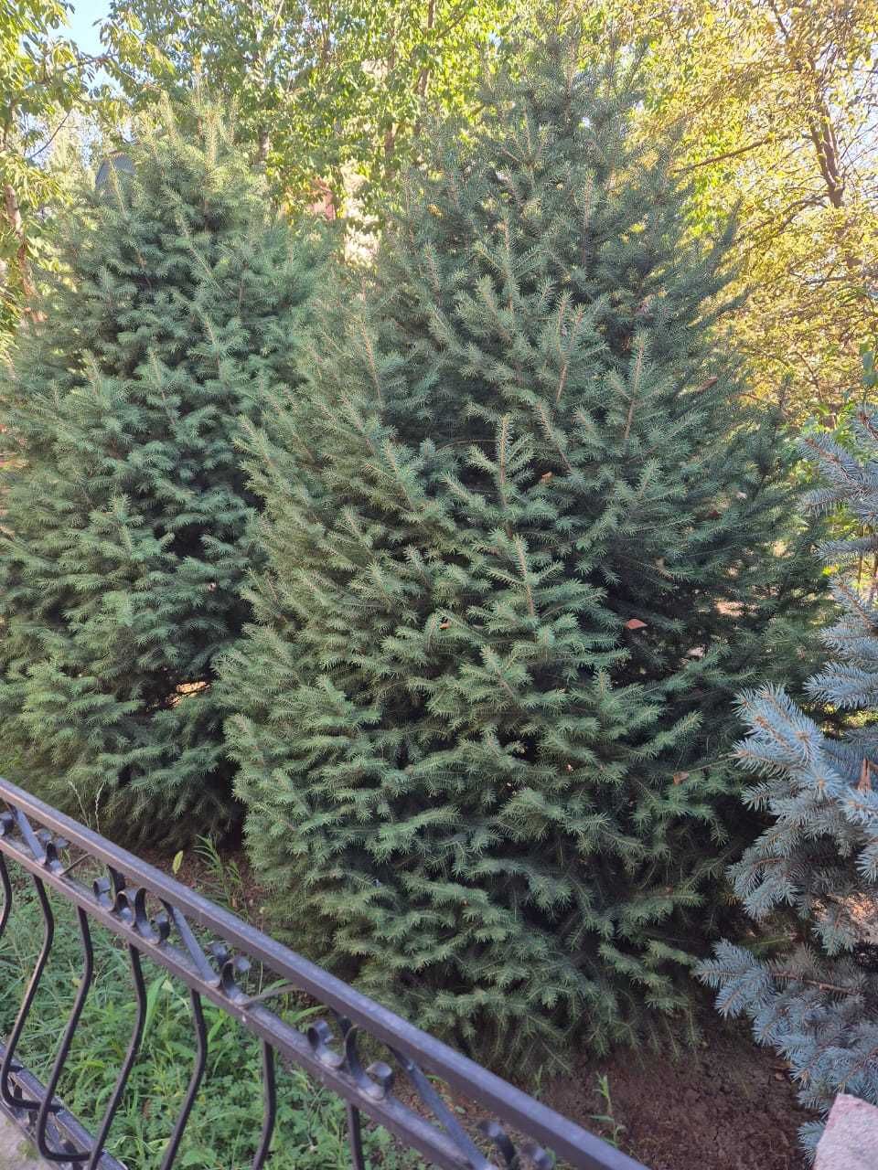 Продаем живые елки, возрастом 6-7 лет,высотой от 1,5-2.0 метра