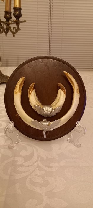 Немски трофеи диво прасе, документ, трофей