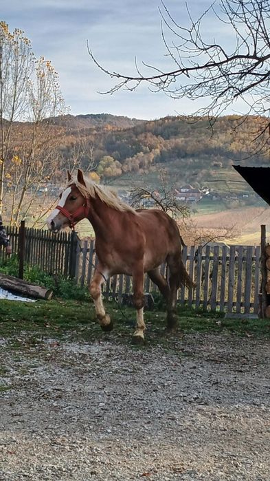 Vând mânz de un an și 6 luni