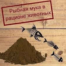 Рыбная Мука в рационе животных