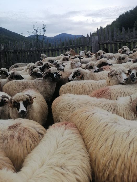 De vanzare oii in jud.Bihor