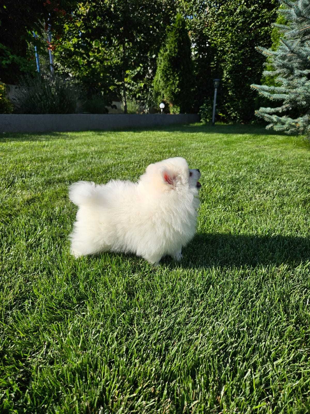 Pomeranian, din părinți cu pedigree