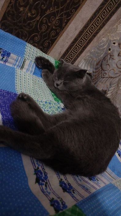 Mushuk sotiladi skotish fold qiz bola
