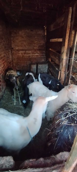 Vând capre sanen și alpine