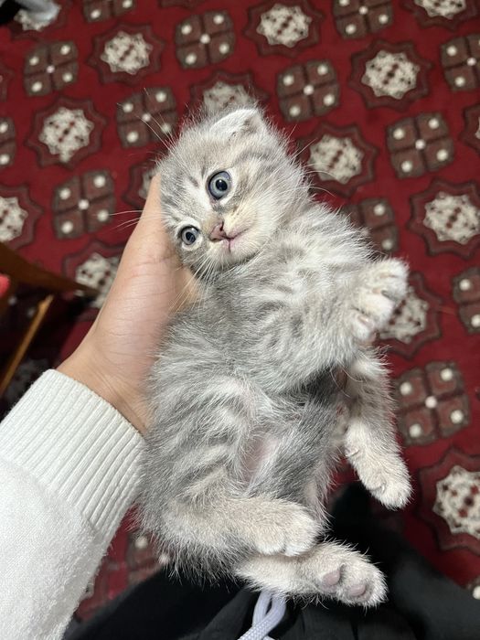 Pishik syaminsky sutdan chiqgan puli qelishiladi xorazm urganch mushuk