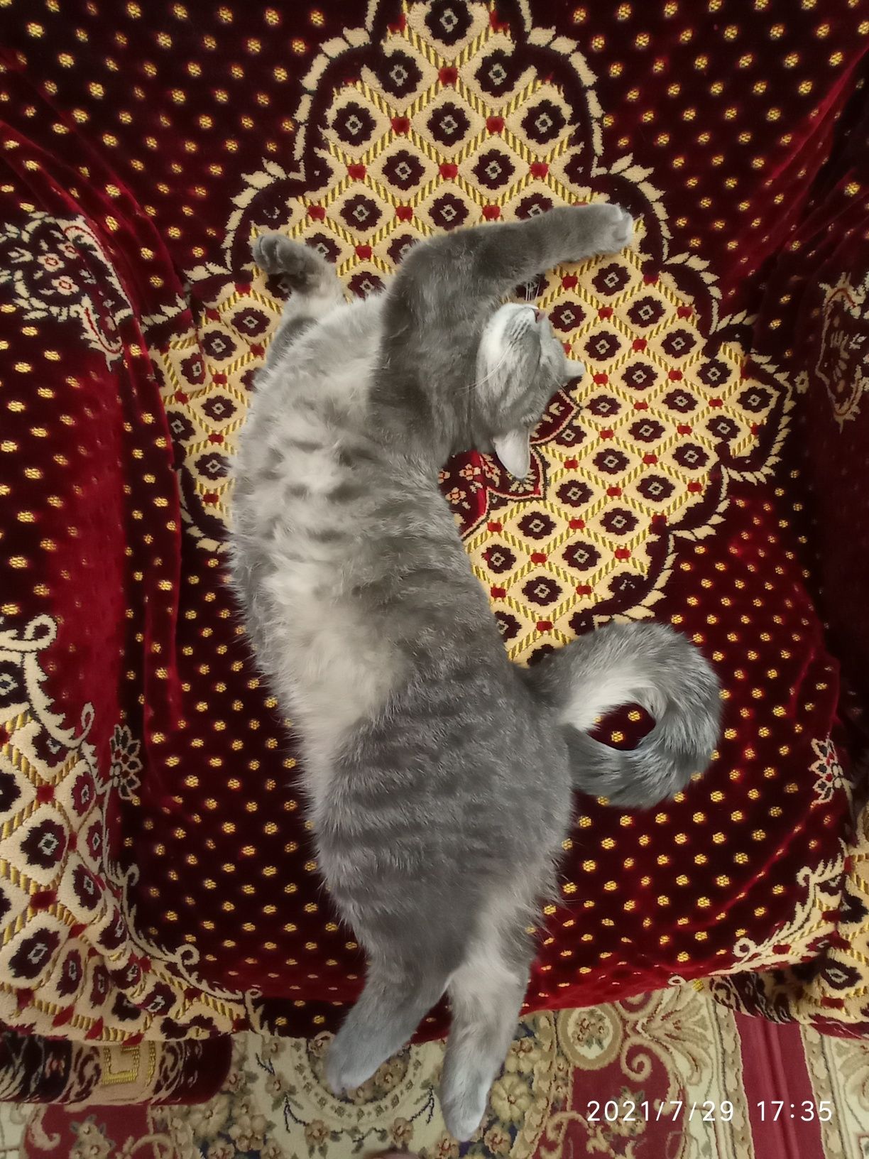 Кошечка домашняя