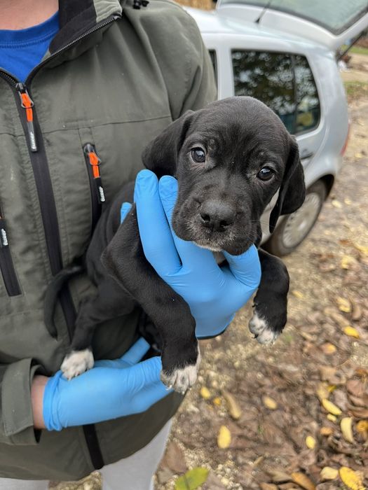 Английски пойнтер