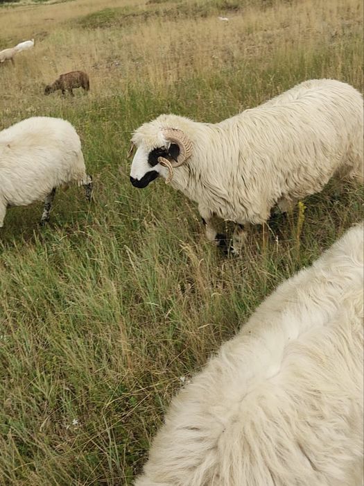 Vând berbeci și oi