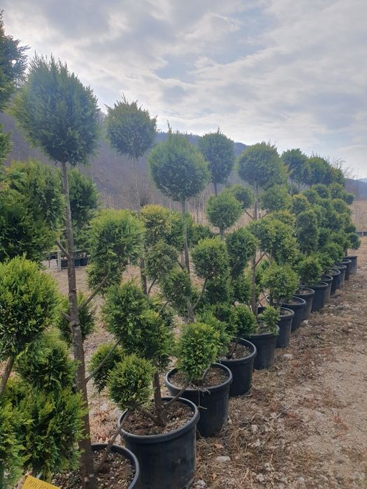 Leylandii 2.3m - 2.5m/ calitate premium/ la cel mai mic preț