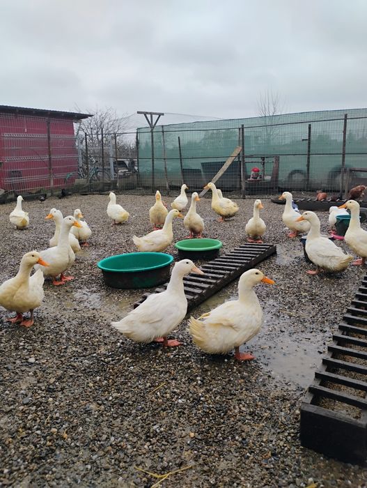 Vînd Rațe,Rățoi,Pekin 3,5. 4 .kg bucata.
