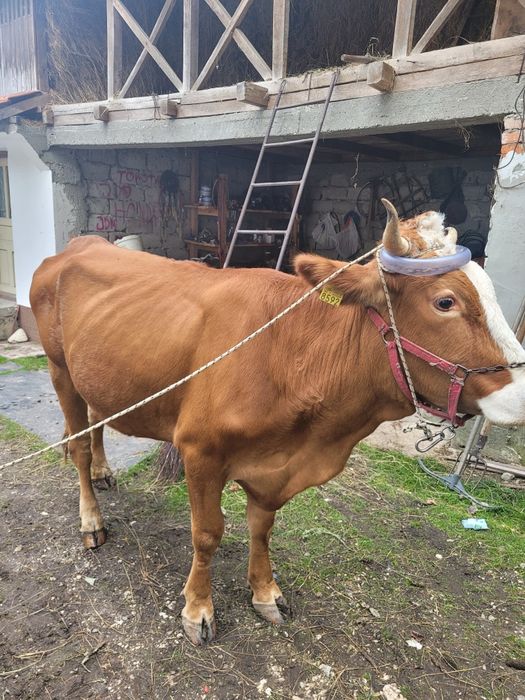 Vand vaca și vițea