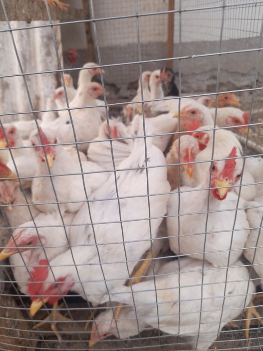 Июнь ойида чиккан хурозчалар бор 15 тача