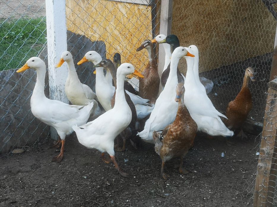 Rate indiene alergătoare