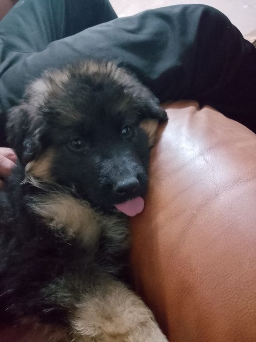 Куче немска овчарка