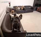 Cazare caini/ Pensiune canina/ Pet Sitter/ Pet Hotel/ Love4Pets