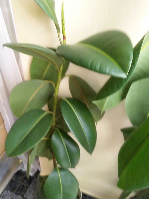 Vând ficus de cameră plantat în ghiveci,cu înălțimea de aprox. 1,20 m.