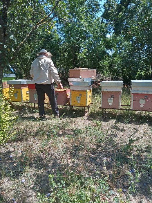Miere de albina NATURALĂ