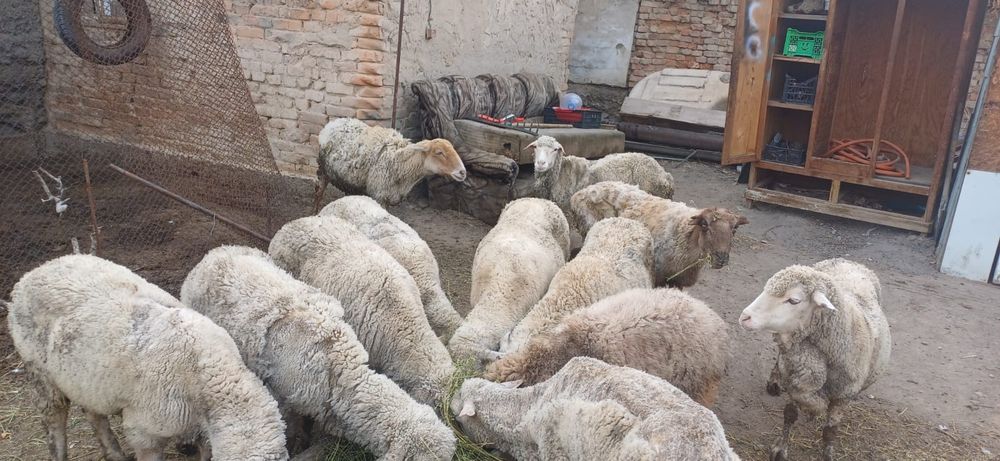 Продам баран  домашний  жирные