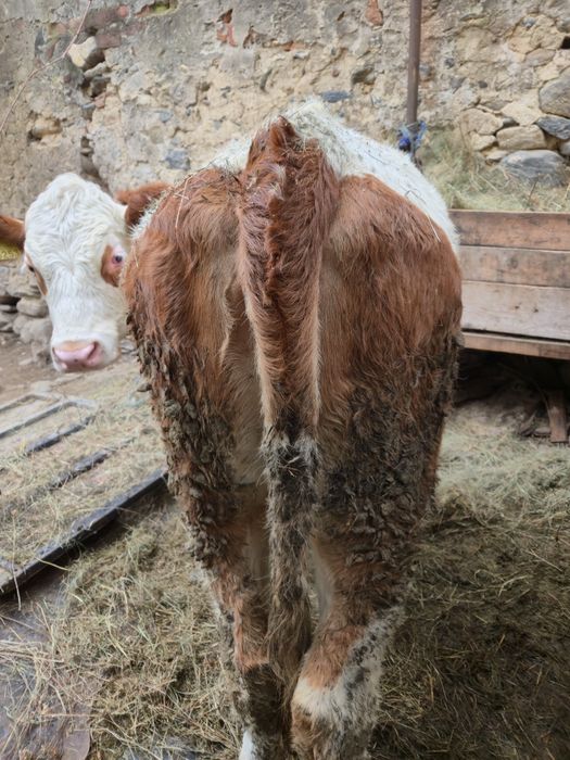 Vand 2 junici baltate