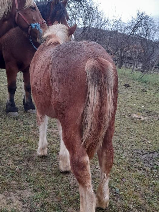 De vânzare pentru detalii la telefon