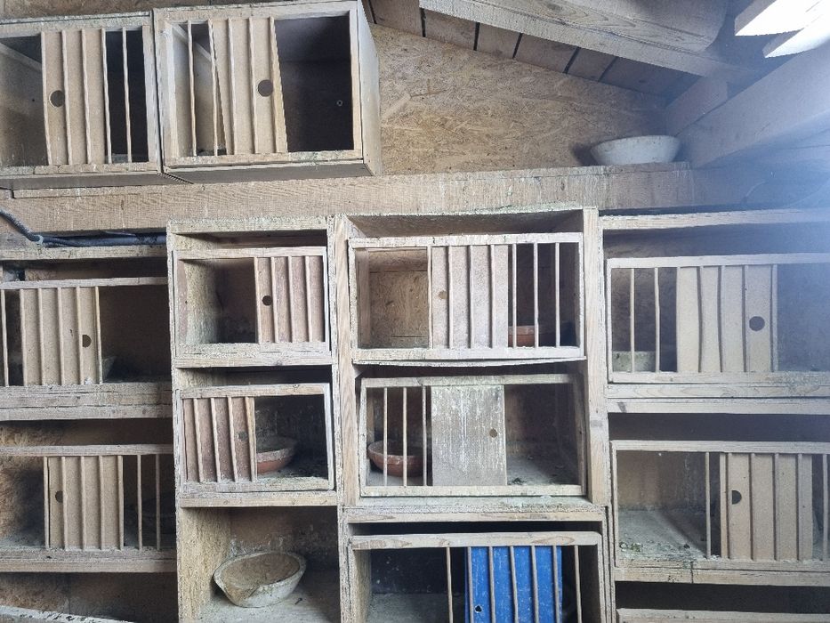 Boxe porumbei folosite