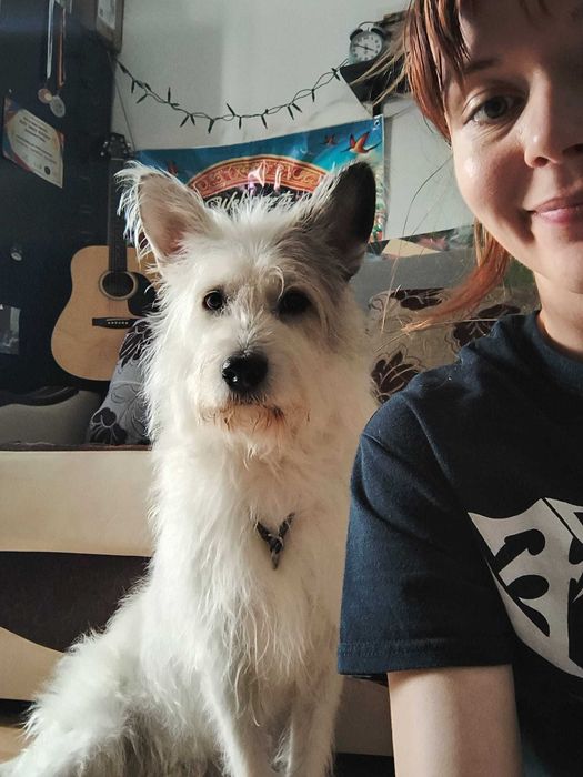 Ingrijire si cazare caini adulti de talie mica sau medie, pet sitting