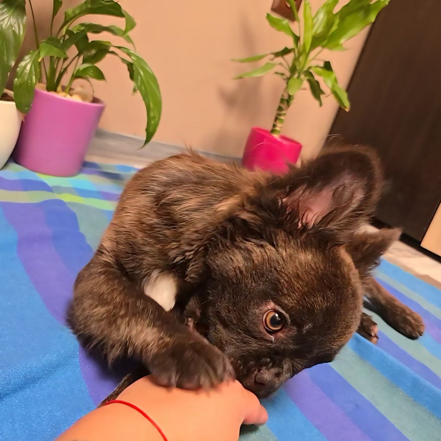 *FLUFFY* Френско Булдоче