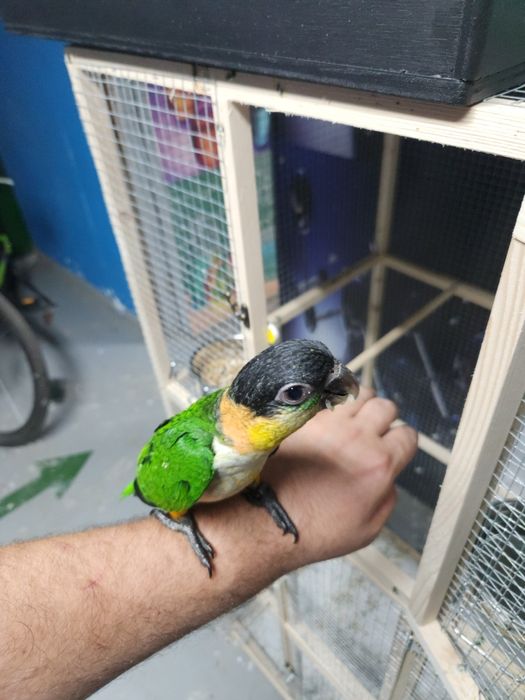 Pui papagali Caique cap negru/ sapca neagra