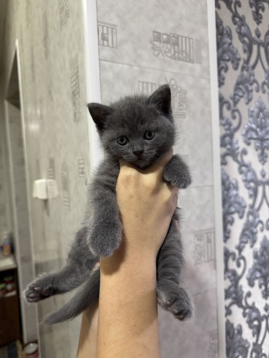 Продается котенок скоттиш страйт мальчик