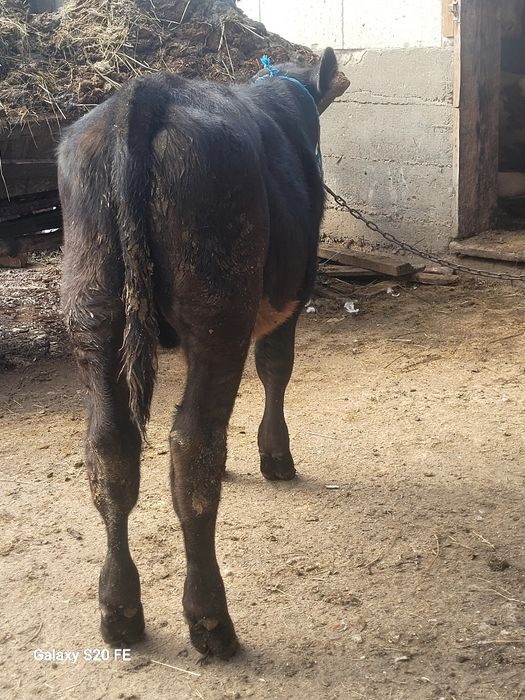 Tauras 5 6 luni hntarcat angus frumos
