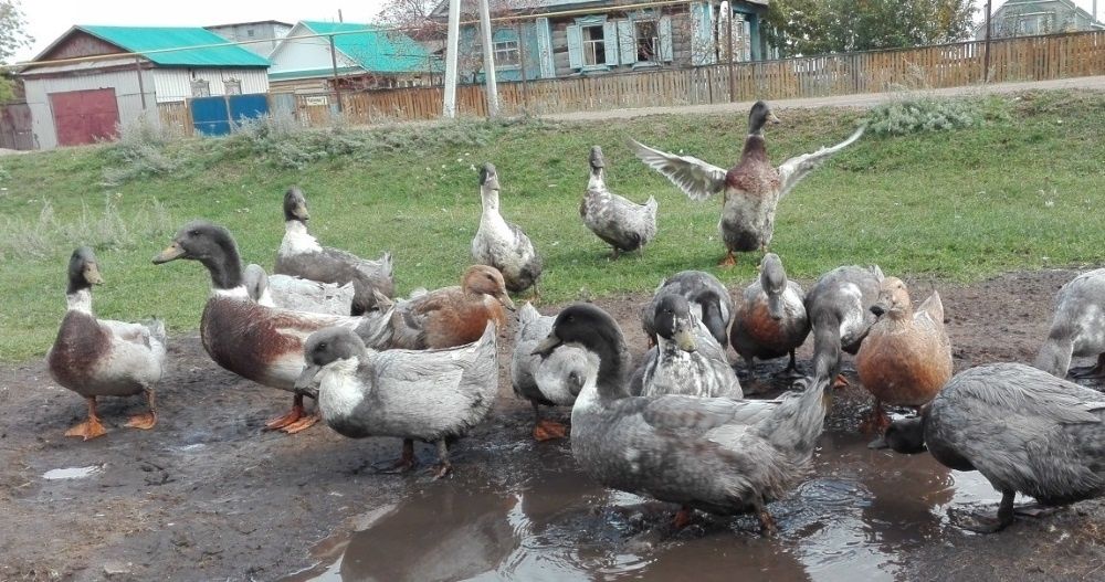 Утиное инкубационное яйцо в наличии