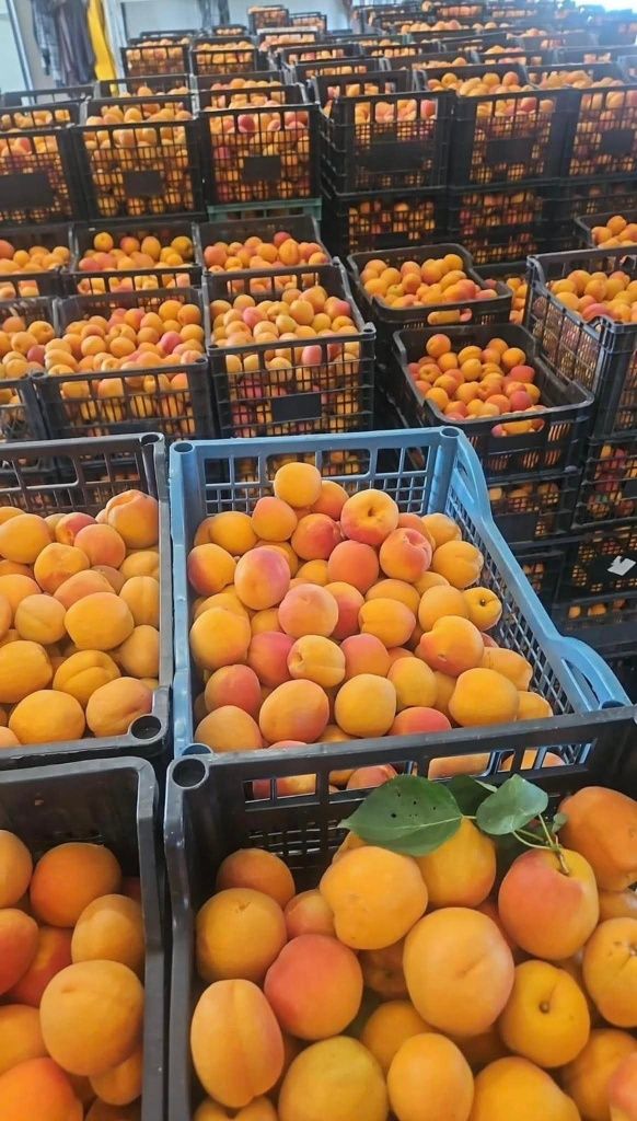 Caise românești pentru țuică și pălincă