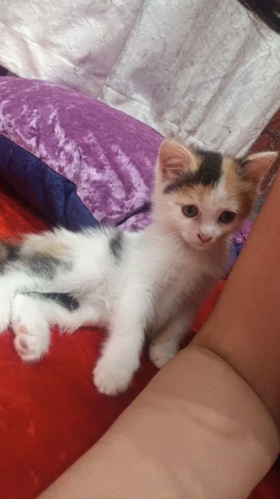 Отдам в хорошие руки