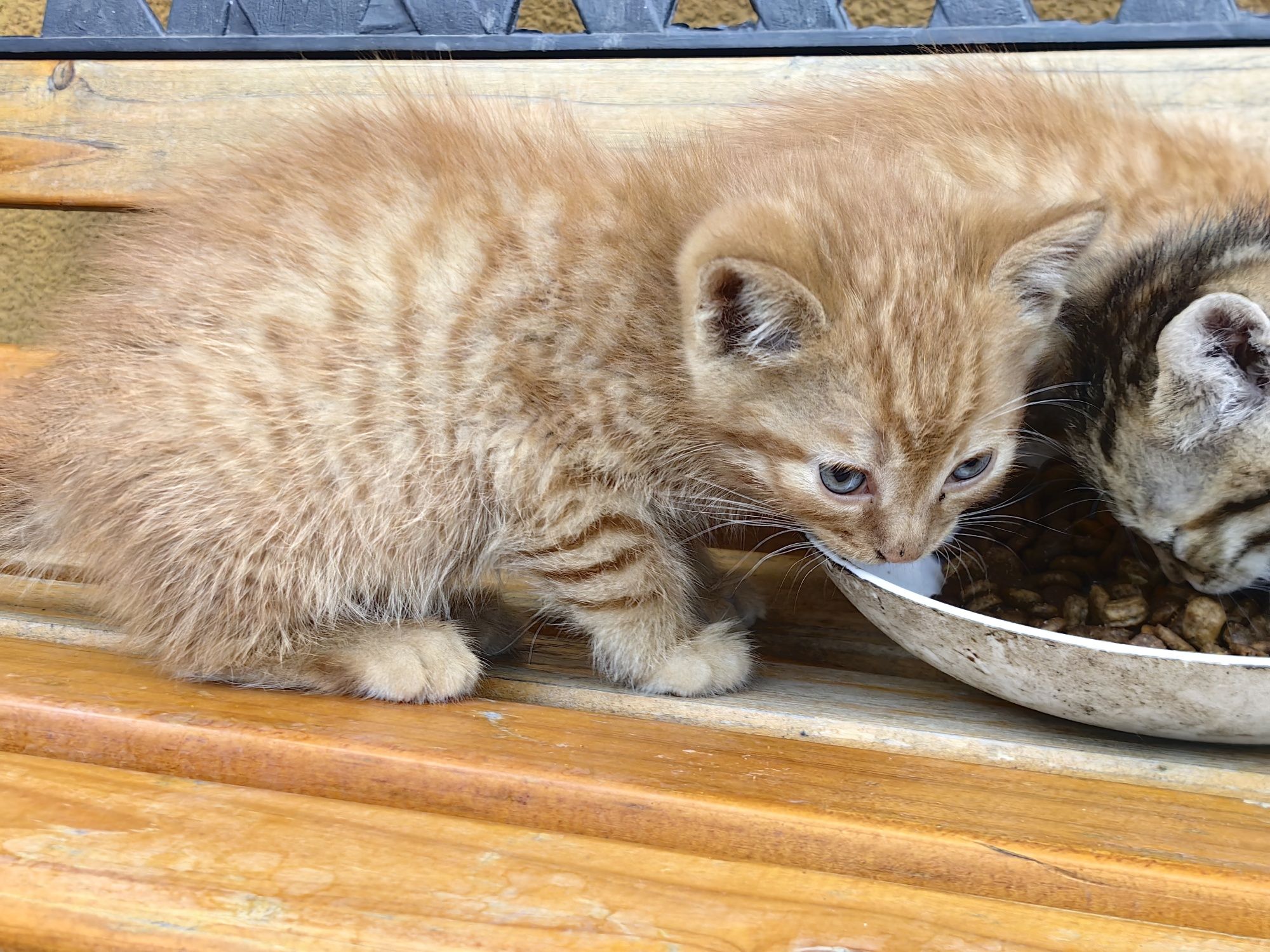 Подарява котенца на 1,5 месеца + пакет с храна