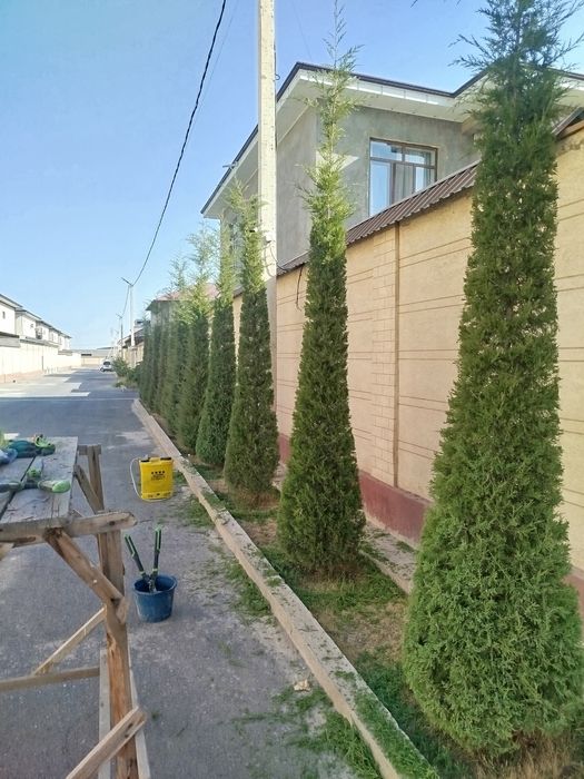 Archa va dekorativ o'simliklar