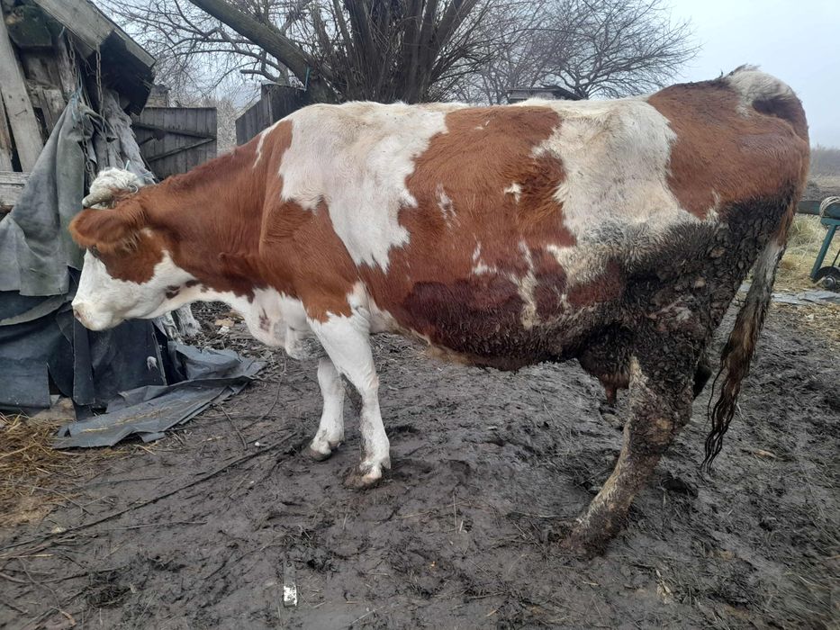 Vând vacă gestantă