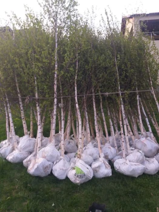 Vând Tei mesteacăn artar