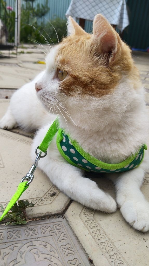 Передержка кошек