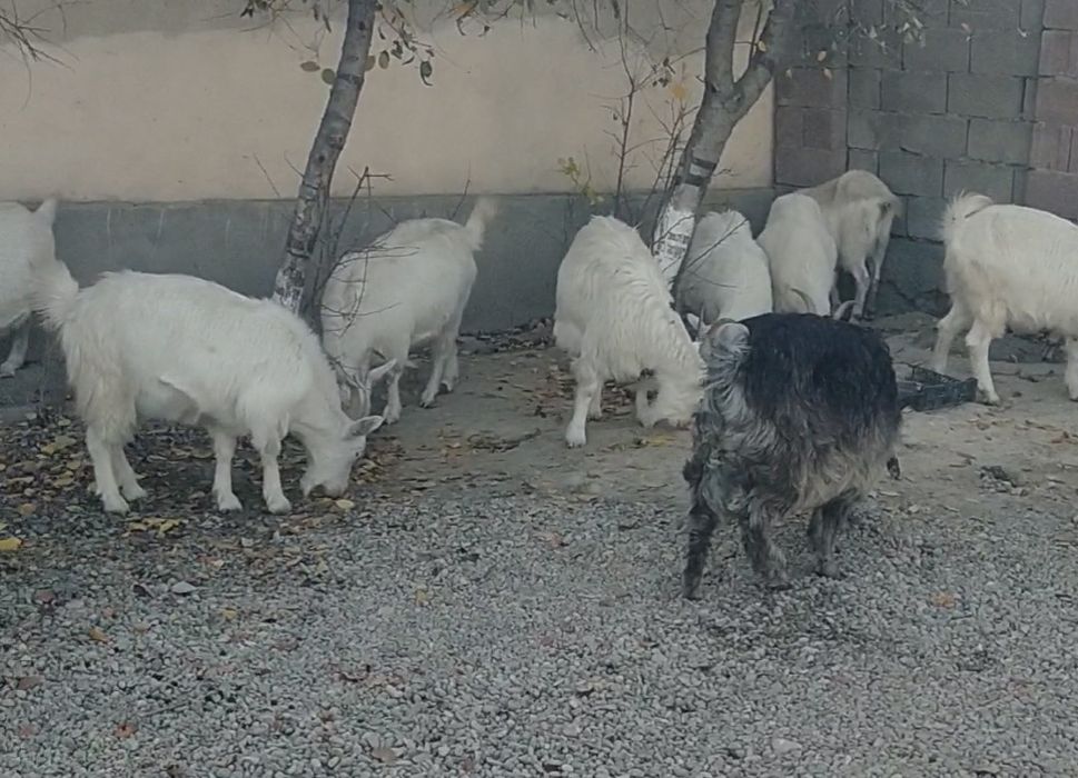 Ешкі қойлар сатыдады