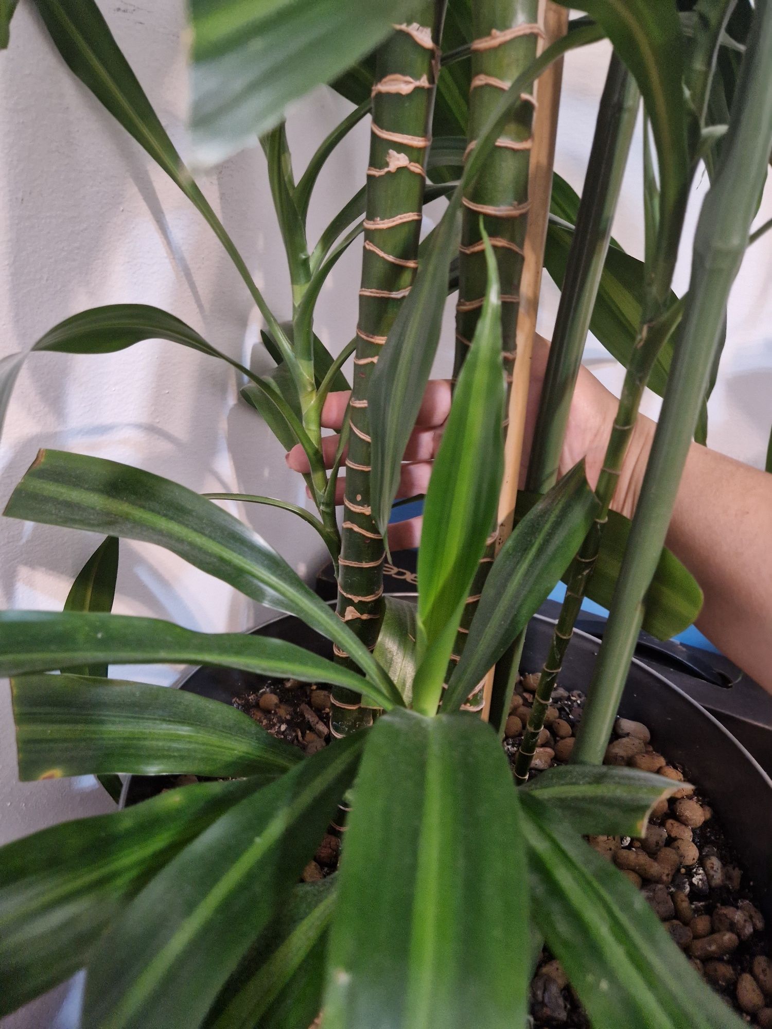 Драце́на души́стая (лат. Dracaena fragrans) — вечнозелёное кустарников