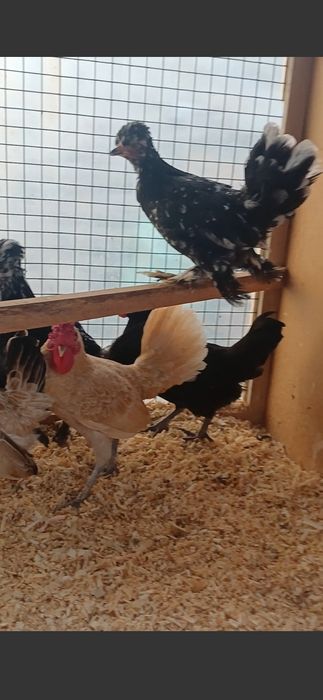 Япон Товуклари сотилади