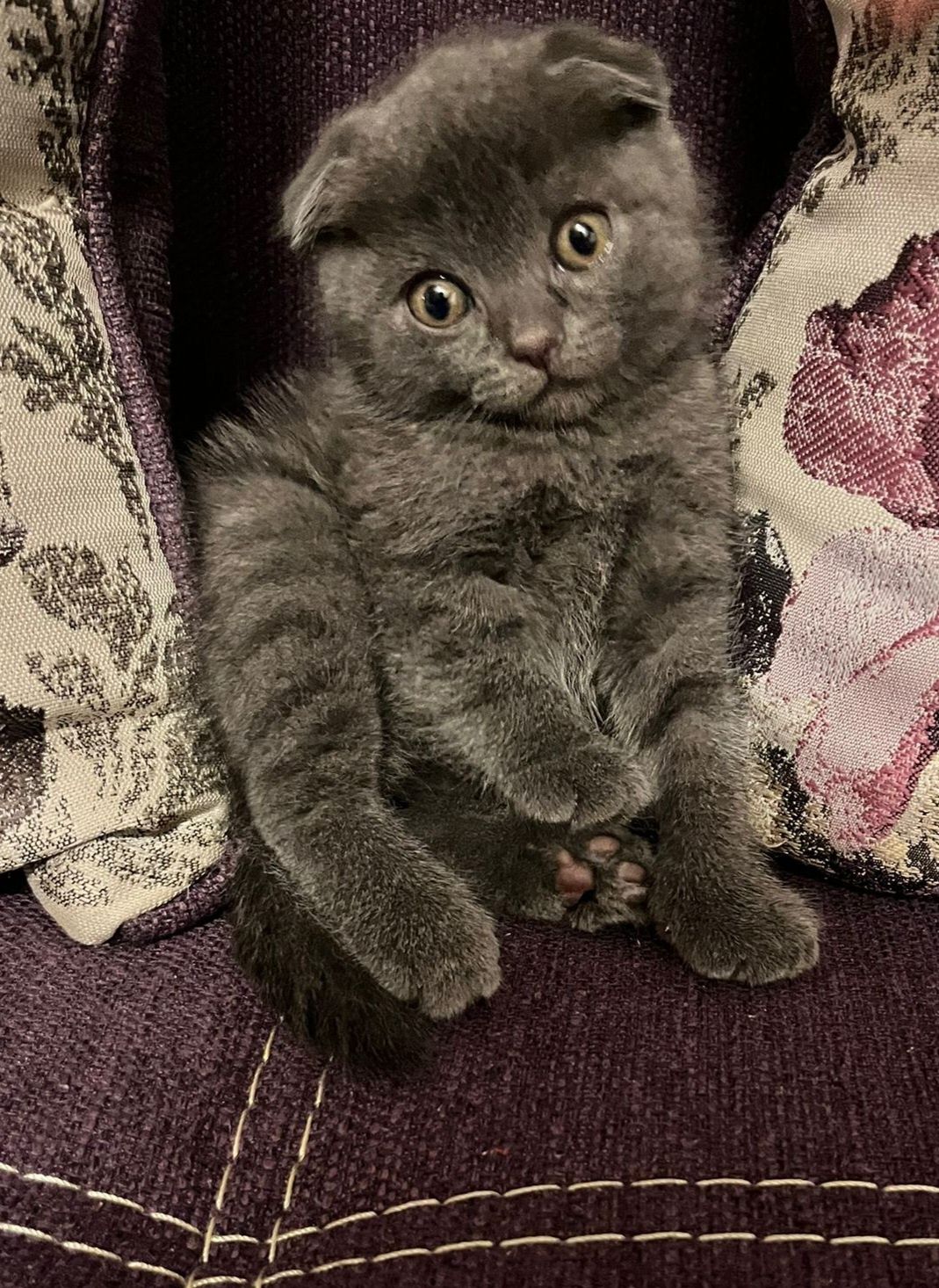 Scottish fold pui