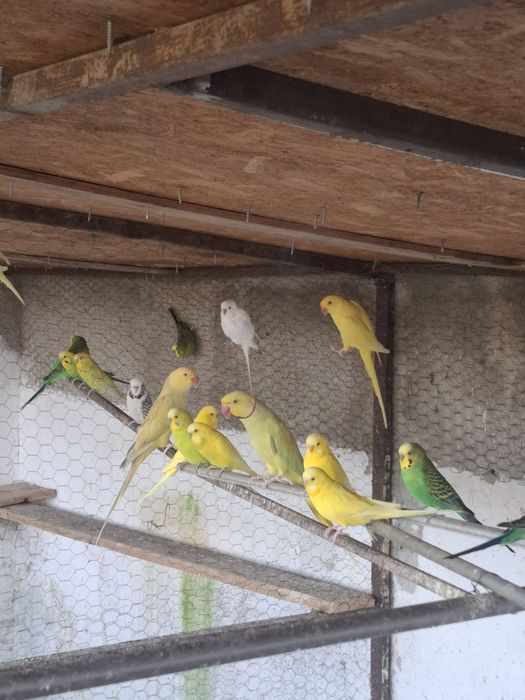 Papagali micul alexandru nimfe perusi rozele capere