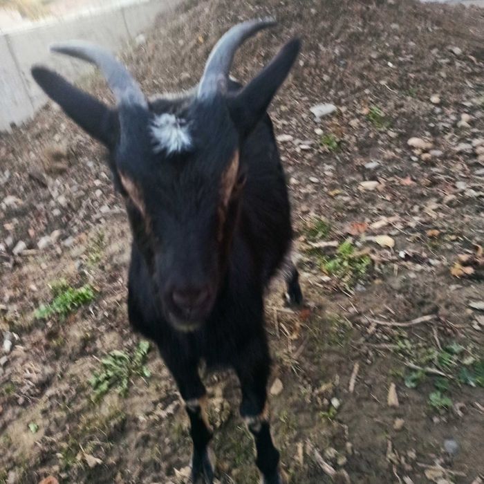 Capre de vânzare