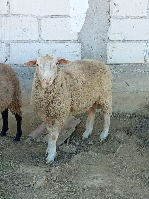 Berbec de rasa de vânzare