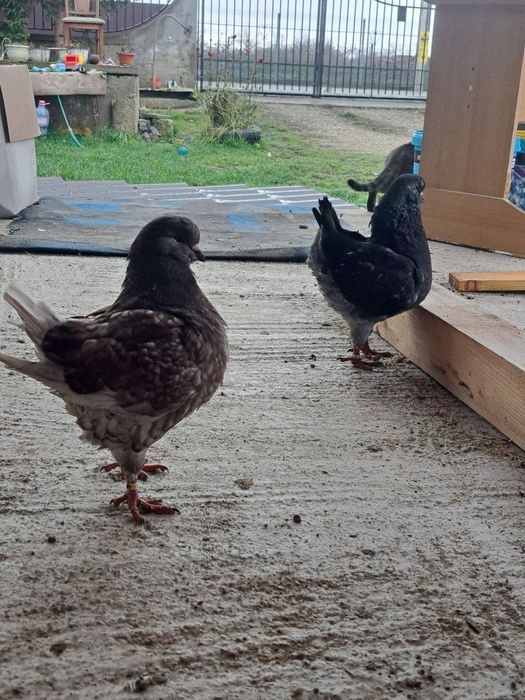 Vând porumbei kingi